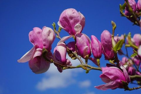 Mag je nu gelukkig zijn? Column op Joop BNN VARA 7 april 2020