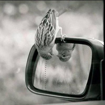 Training Deep Democracy