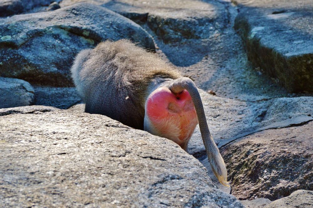 Roze Olifant: Achteraf de aap in z'n kont kijken